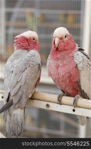 Roseate cockatoos, Eolophus roseicapilla, on sale at the bird souq in Doha, Qatar. These are also known as Galah, Rose-breasted Cockatoo, Galah Cockatoo, or Pink and Grey