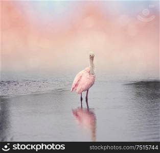 Roseate Spoonbill in the pond grooming its feathers