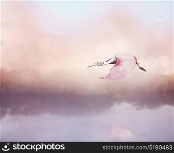 Roseate Spoonbill (Platalea ajaja) in Flight over lake. Roseate Spoonbill (Platalea ajaja) in Flight