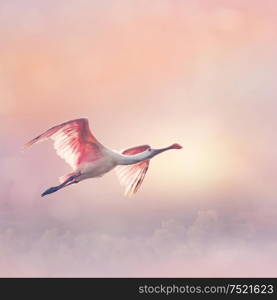 Roseate Spoonbills Flying at sunset