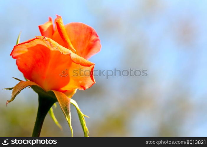 rosebud on blue sky background