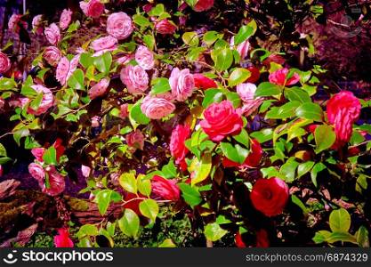 rosebush. Climbing rose tree