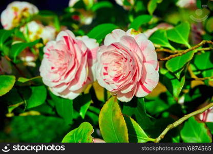 rosebush. Climbing rose tree