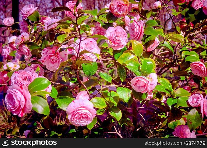 rosebush. Climbing rose tree