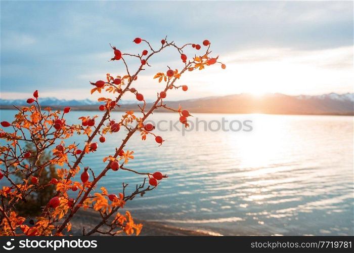Rosehip berries on the twig in mountains, natural autumn seasonal background