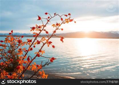 Rosehip berries on the twig in mountains, natural autumn seasonal background