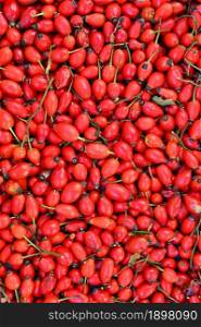 Rosehip bushes. Healthy fresh red autumn fruits from nature.