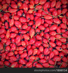 Rosehip bushes. Healthy fresh red autumn fruits from nature.