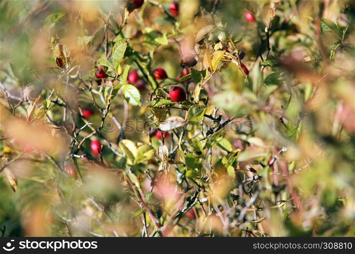 rosehip bushes in the sun