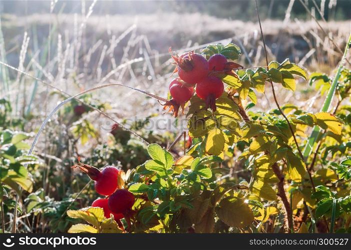 rosehip on a branch, wild rose and ripe berry. wild rose and ripe berry, rosehip on a branch