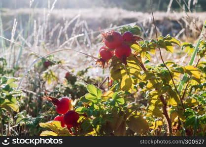 rosehip on a branch, wild rose and ripe berry. wild rose and ripe berry, rosehip on a branch