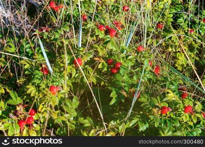 rosehip on a branch, wild rose of wild rose and ripe berry. wild rose of wild rose and ripe berry, rosehip on a branch