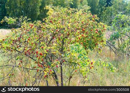 rosehip on a branch, wild rose of wild rose and ripe berry. wild rose of wild rose and ripe berry, rosehip on a branch