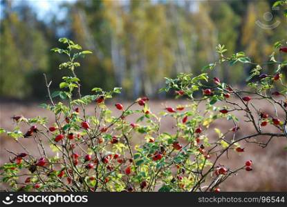Rosehip shrub with ripe red berries