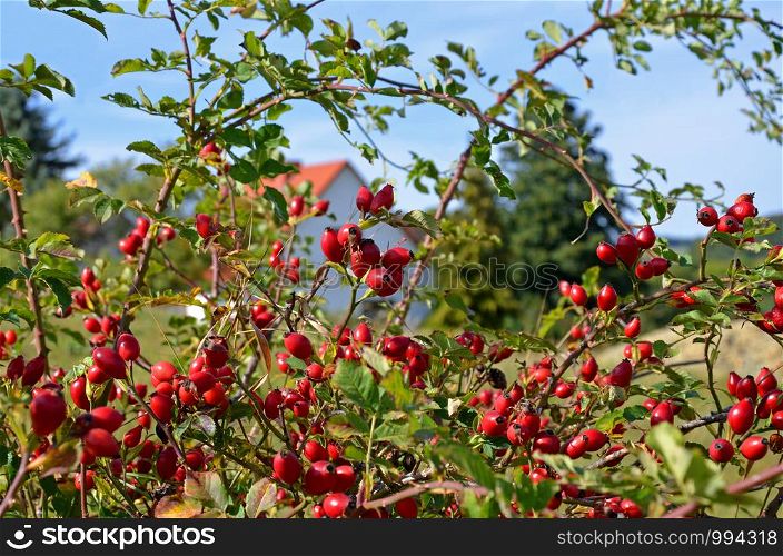 Rosehip shrup with fruits in autumn