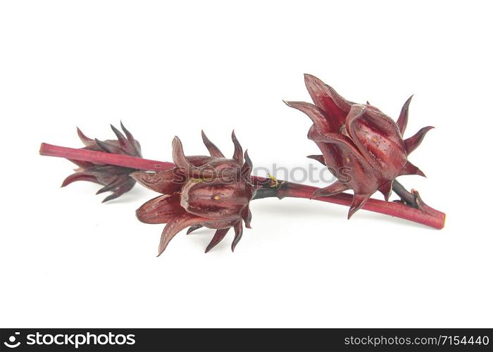 Roselle, Jamaican Sorelor or Hibiscus sabdariffa isolated on white background with clipping path