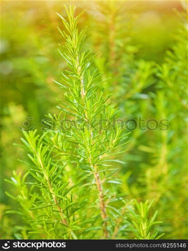 Rosemary background, fresh plant growth, scented spice, alternative herbal medicine, aromatic spices for food, natural texture&#xA;