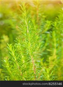 Rosemary background, fresh plant growth, scented spice, alternative herbal medicine, aromatic spices for food, natural texture&#xA;