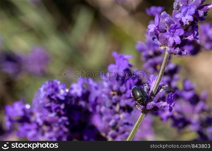 Rosemary Beetle feeding on a lavender plant