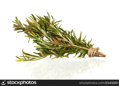 Rosemary branch isolated on white background