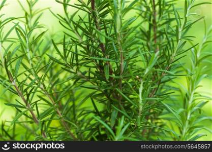 Rosemary bush close up the fresh leaves