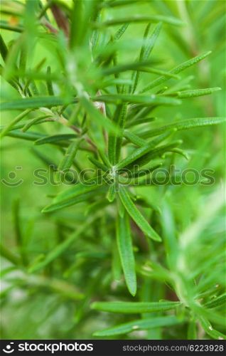 Rosemary bush very close up the leaves. Rosemary leaves closeup