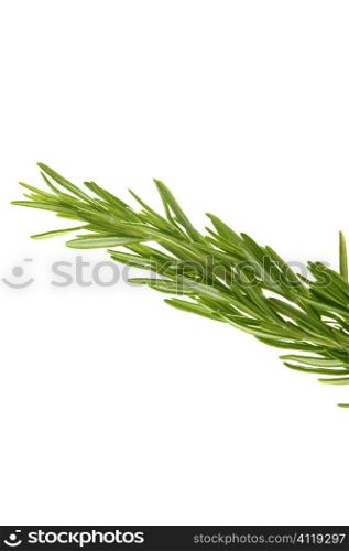 Rosemary green branch close up
