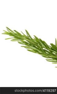 Rosemary green branch close up