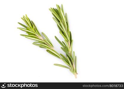 rosemary herb close up isolated on white background