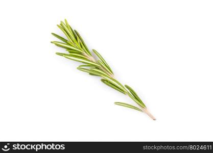 rosemary herb close up isolated on white background