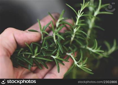 rosemary herb, fresh rosemary on hand and natute garden background