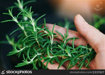 rosemary herb, fresh rosemary on hand and natute garden background