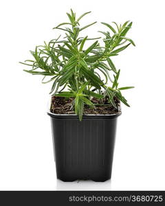 Rosemary Herb In A Flower Pot