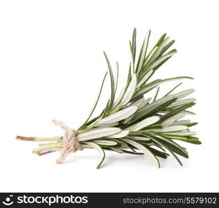 rosemary herb spice leaves isolated on white background cutout