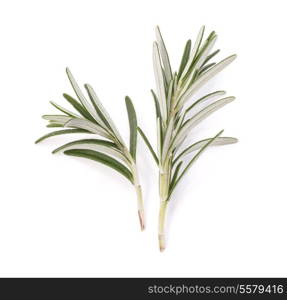 rosemary herb spice leaves isolated on white background cutout