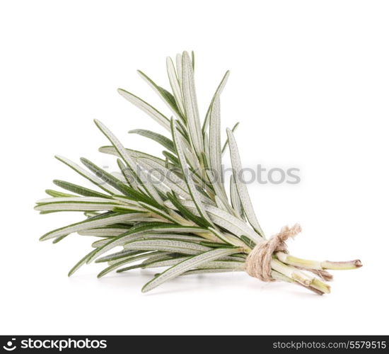 rosemary herb spice leaves isolated on white background cutout