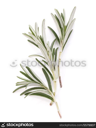 rosemary herb spice leaves isolated on white background cutout