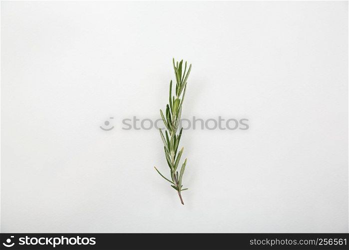 Rosemary isolated in white background