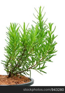 rosemary isolated on white background