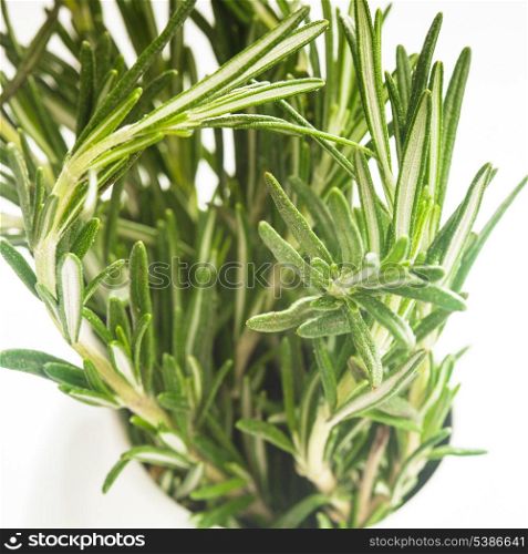 rosemary leaf close up in white cup
