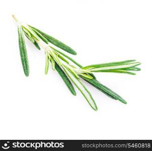 rosemary leaf isolated on a white background