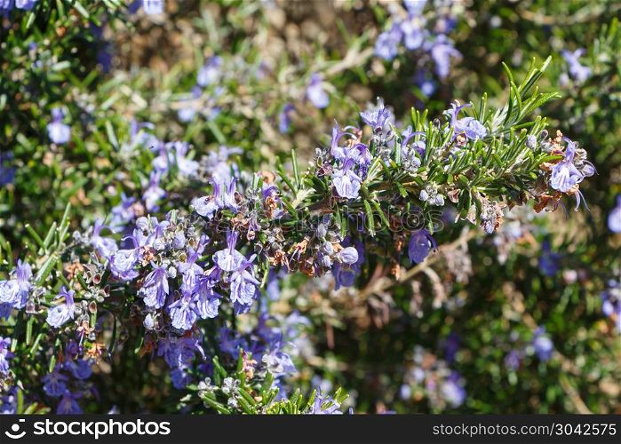 Rosemary plant in a garden. Rosemary plant with purple flowers in a garden during spring