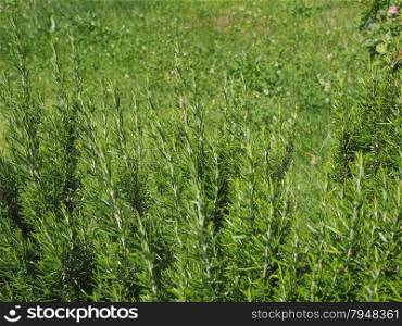 Rosemary plant. Rosemary Rosmarinus officinalis perennial herb with fragrant evergreen leaves