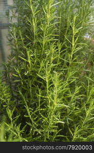 Rosemary, Rosmarinus officinalis, growing green bush.