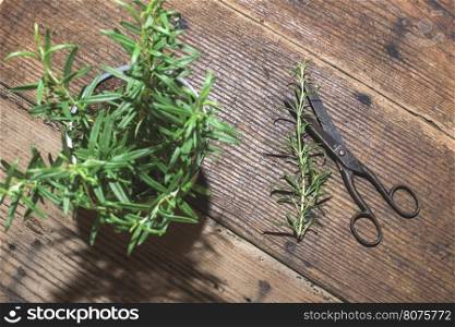 Rosemary twigs on wood