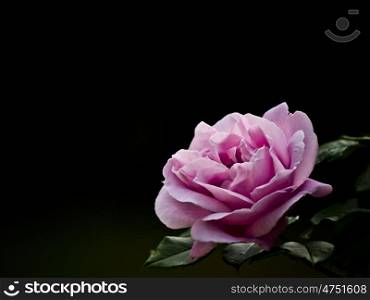 Rosenbluete-rosa. Rose pink flower against a black background