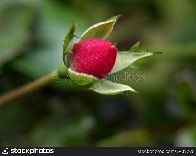 Rosenknospe. red bud of a rose