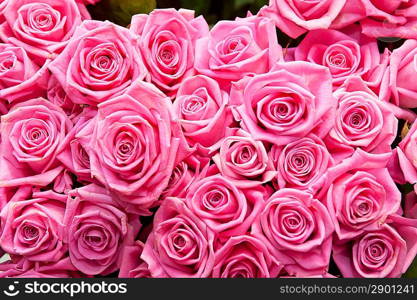 roses background