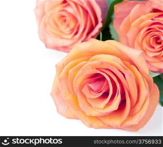 Roses bouquet on white background with empty room for text
