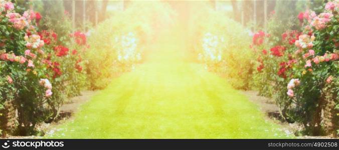 Roses garden with lawn and sunlight, blurred nature background, banner for website